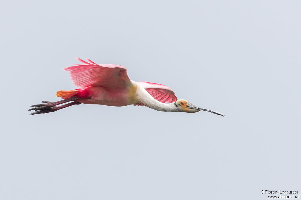 Roseate Spoonbilladult breeding