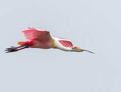 Roseate Spoonbill