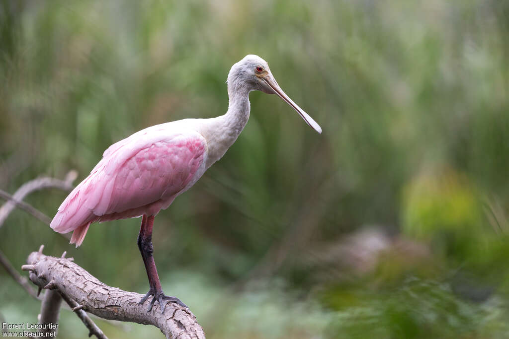 Roseate SpoonbillSecond year, identification