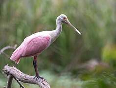 Roseate Spoonbill