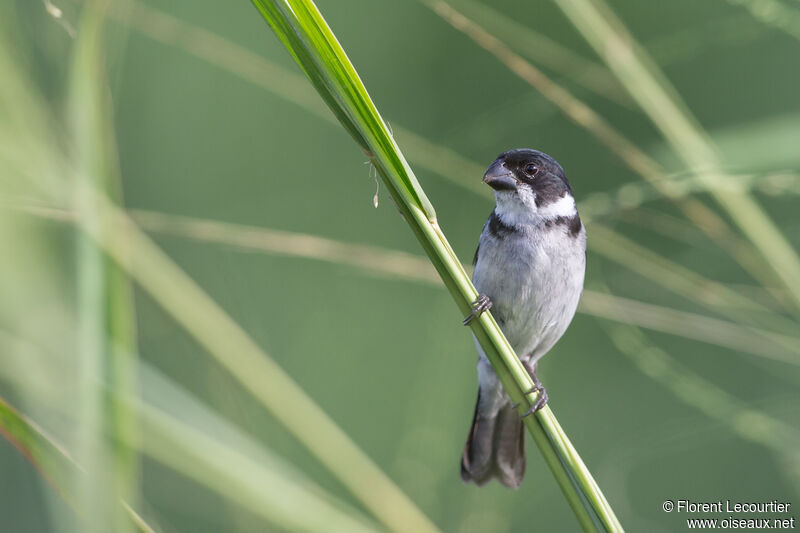 Wing-barred Seedeater male