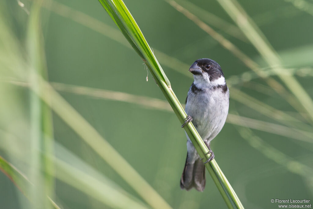 Sporophile à ailes blanches mâle