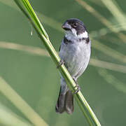 Wing-barred Seedeater