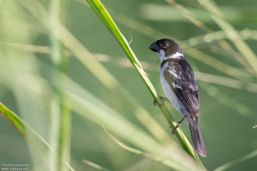 Sporophile à ailes blanches mâle adulte, identification