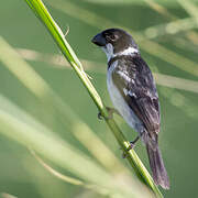 Wing-barred Seedeater