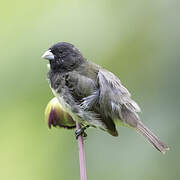 Yellow-bellied Seedeater