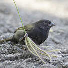 Sporophile cici