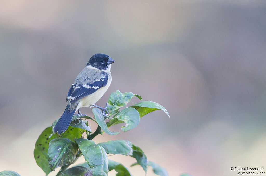 Morelet's Seedeater male