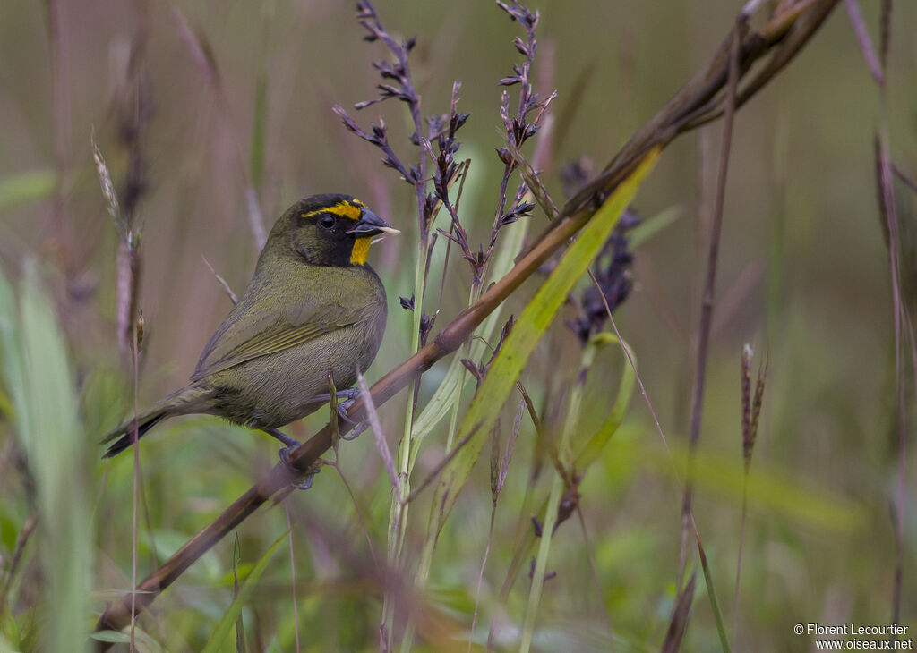 Yellow-faced Grassquit male