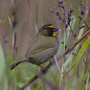 Yellow-faced Grassquit