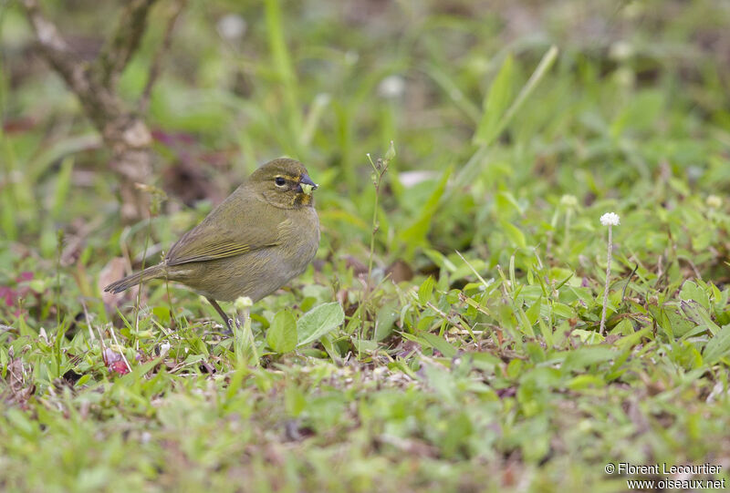 Yellow-faced Grassquit female adult