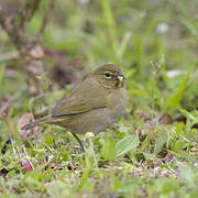 Yellow-faced Grassquit