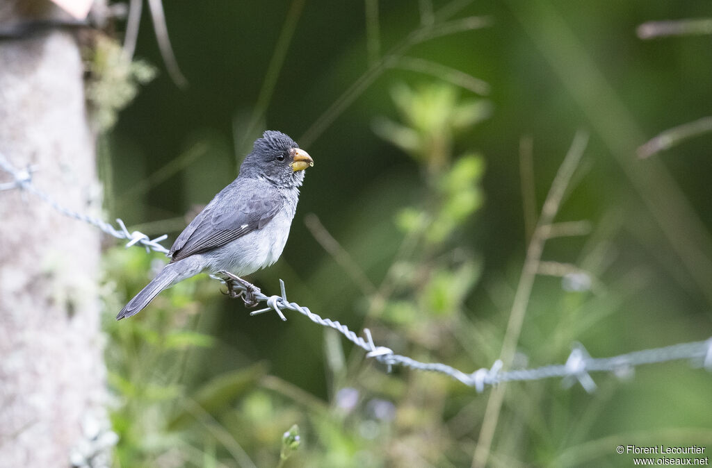 Grey Seedeater male adult