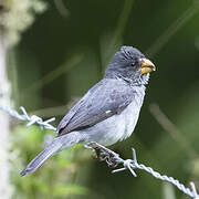 Grey Seedeater