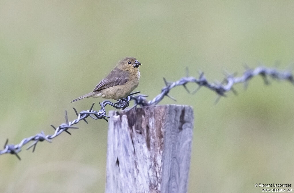 Grey Seedeater female