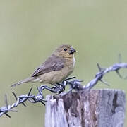 Grey Seedeater