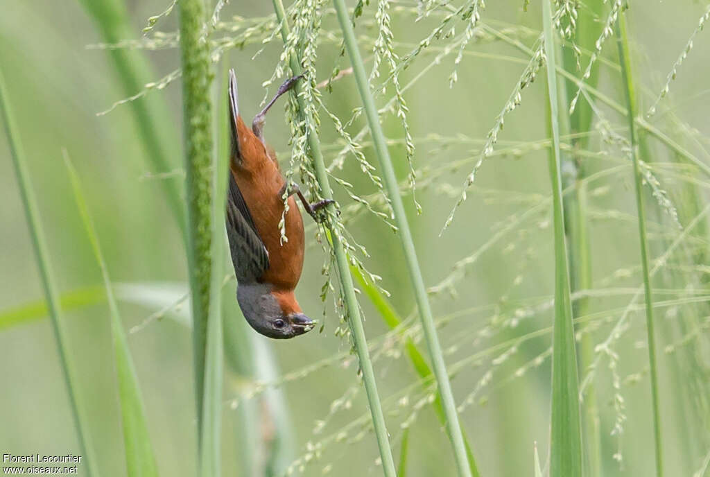 Sporophile petit-louis mâle adulte, habitat, mange, Comportement