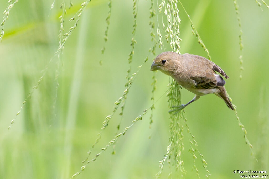 Ruddy-breasted Seedeater female