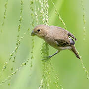 Ruddy-breasted Seedeater