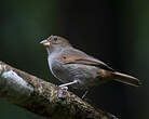 Sporophile rougegorge