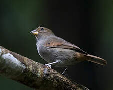 Lesser Antillean Bullfinch