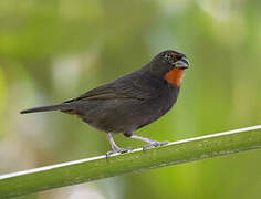 Lesser Antillean Bullfinch
