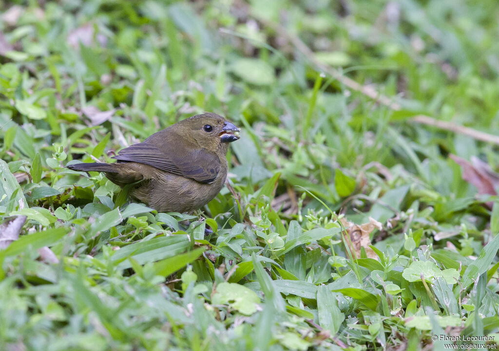 Variable Seedeater female