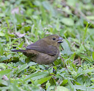 Variable Seedeater