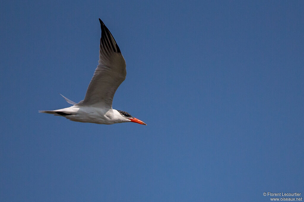 Caspian Tern