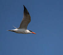 Caspian Tern