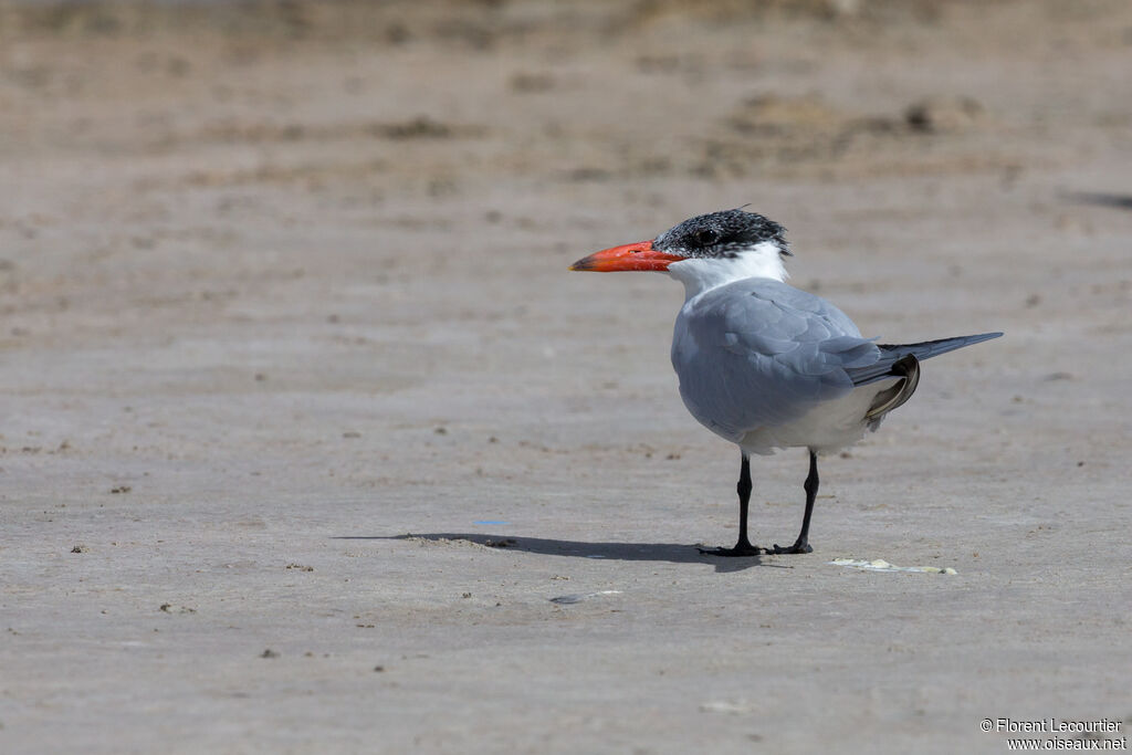 Caspian Tern