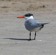 Caspian Tern