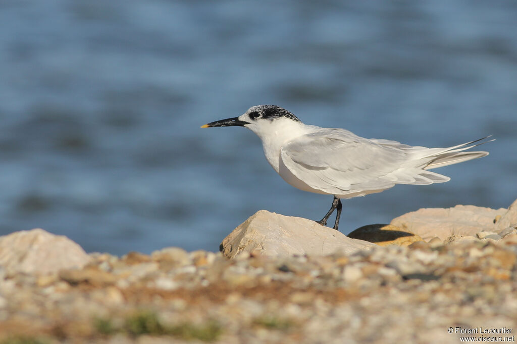 Sandwich Tern