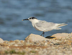 Sandwich Tern