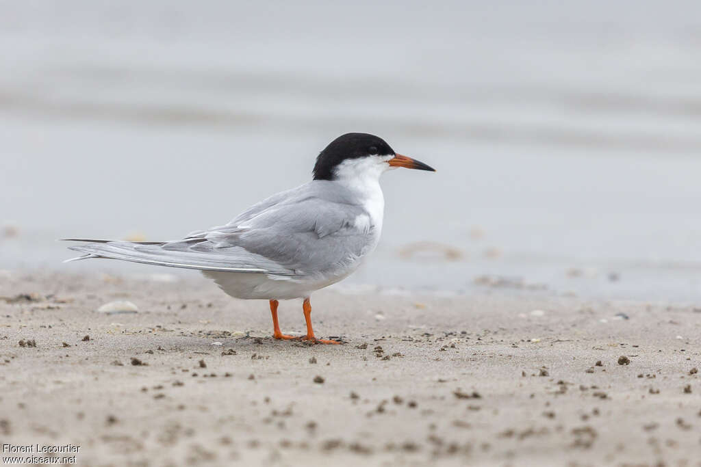 Forster's Ternadult breeding