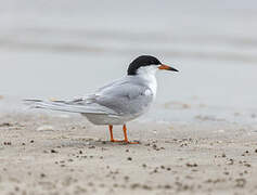 Forster's Tern