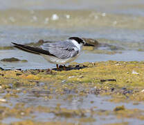 Saunders's Tern