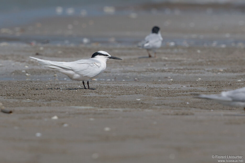 Black-naped Tern