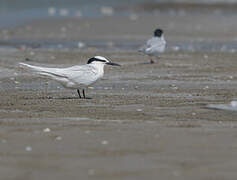 Black-naped Tern