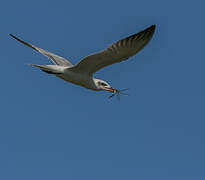 Gull-billed Tern