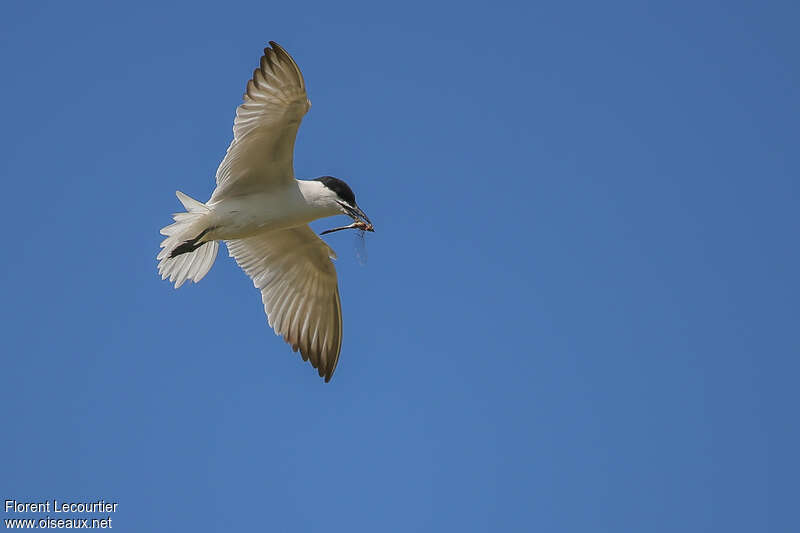 Gull-billed Ternadult, Flight, feeding habits