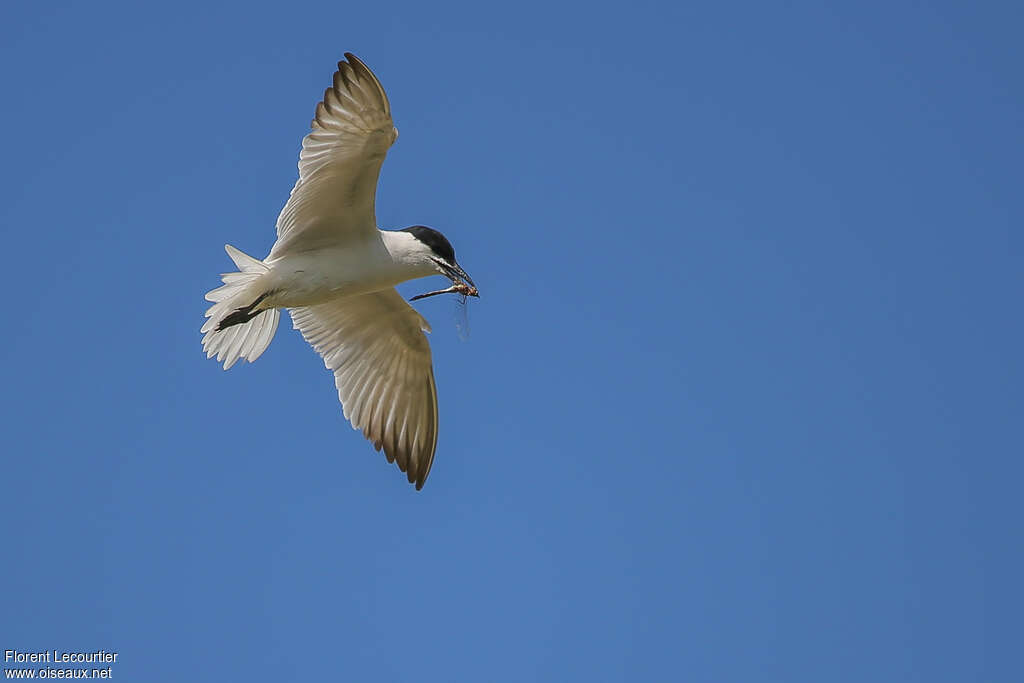 Gull-billed Ternadult, Flight, feeding habits