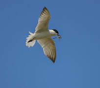 Gull-billed Tern