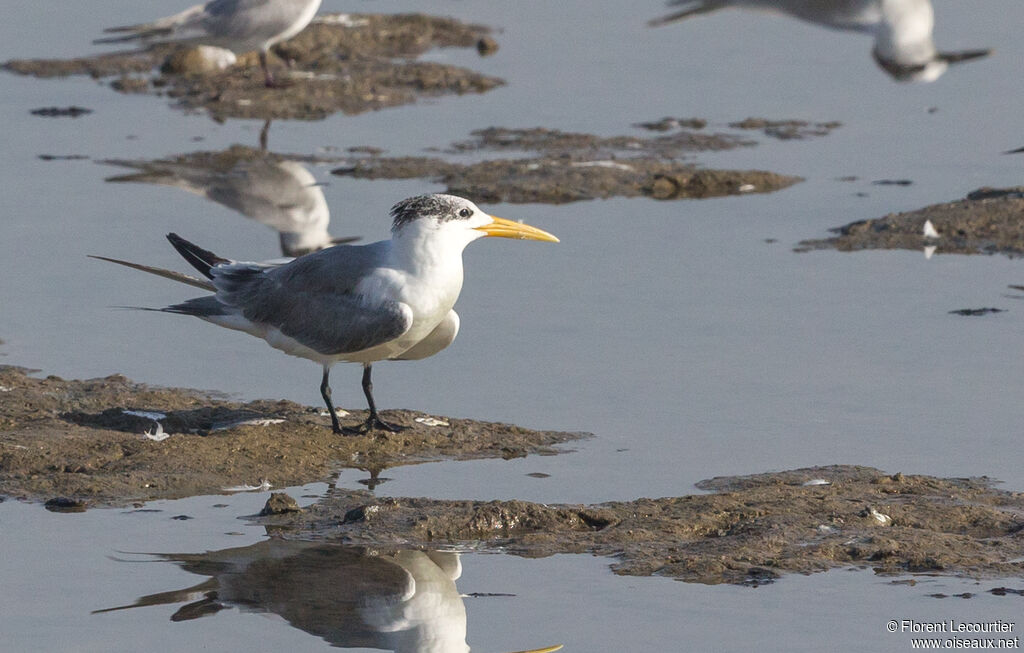 Greater Crested Tern