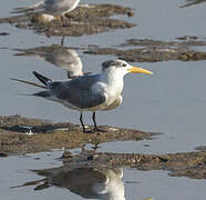 Greater Crested Tern