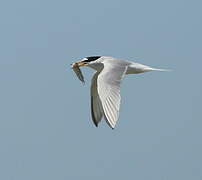 Little Tern