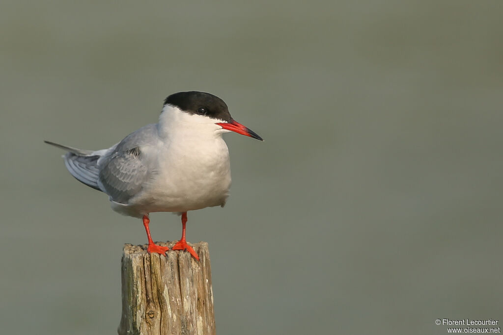 Common Tern