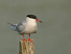 Common Tern