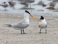 Royal Tern