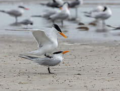 Royal Tern